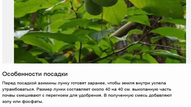 Азимина (с лат. Asimina) - красивое цветущее растение, которое обладает необычными плодами. смотреть онлайн