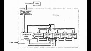 Потоки информации, энергии и вещества в клетке
