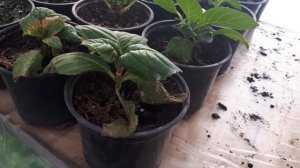 Домашняя ГОРТЕНЗИЯ макрофилла. Условия для успешного содержания.