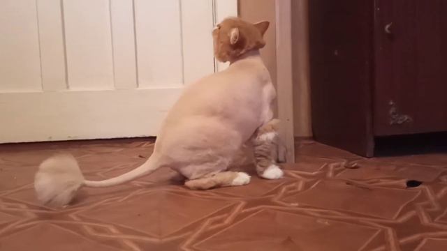 Рыжий котик подстригся - спасение от линьки на полгода. / стрижка кошек
