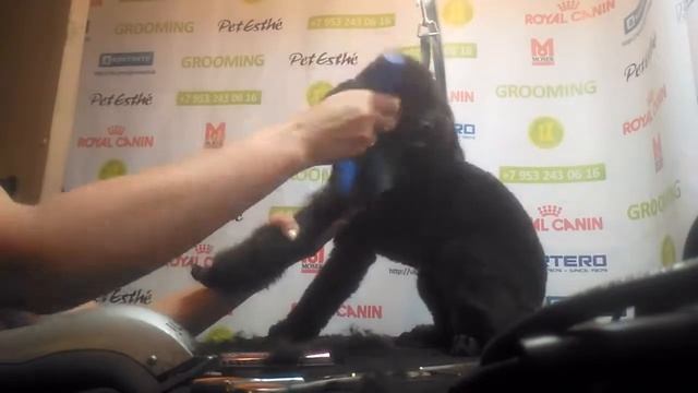 Стрижка метиса пуделя с очень забавным темпераментом? смотреть онлайн