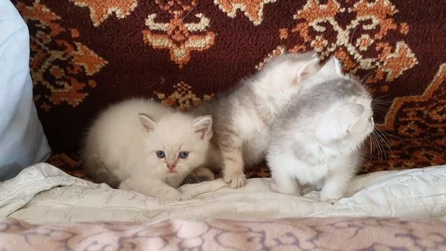 Британские котята шиншиллы