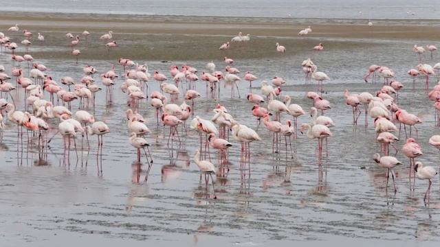 Расслабление и полет над пустыней. Мощная мелодия. смотреть онлайн