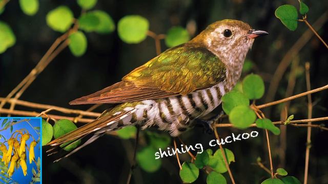 OPBG Bird Song Identification: Instruction смотреть онлайн