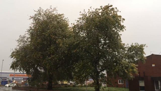 Silver maple (Acer saccharinum) - trees in the rain & wind - October 2017 смотреть онлайн