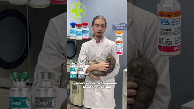 Профилактика и прививки домашним животным