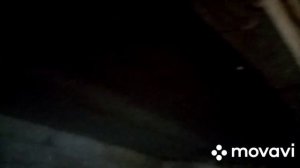 Потолок в свинарнику с полистирола. Фантастика нет конденсата