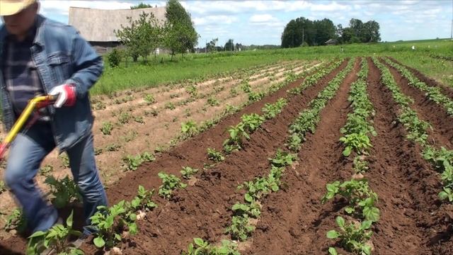 Второе окучивание картошки ЛЕГКИМ МБ!!! Экстремальное! смотреть онлайн