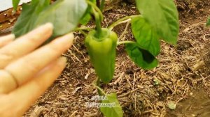 Урожай перца 2022. Отзыв о семенах фирм "Русский Огород", "Сады Азии". Самый ранний перец.