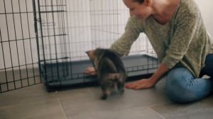 Металлическая клетка для собак Ferplast Dog Inn