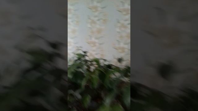 Фикусы смотреть онлайн