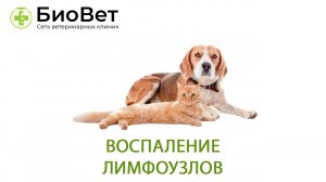 Воспаление лимфатических узлов кошек и собак