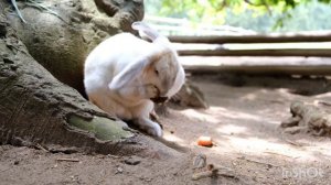 Кролики 🐰 детям! Кролики в дикой природе! Такого ты точно не видел! 🐇