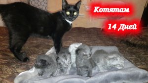 Котик Симба и кошечка Багира воспитывают котят вместе. Деткам 14 дней.