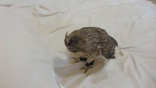 Сова Кёрби играет / Owl Kirby Playing