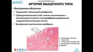 Гистология артерий