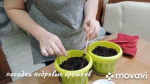 буду выращивать сибирский кедр..., посадка кедровых орешков...