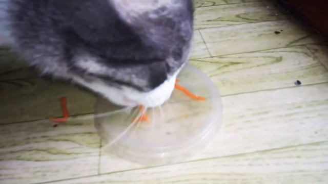 Кот и Корейская морковь
