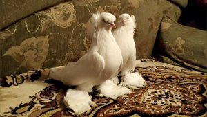 Северокавказские космачи Малосилко Ярослав. г Зеленокумск