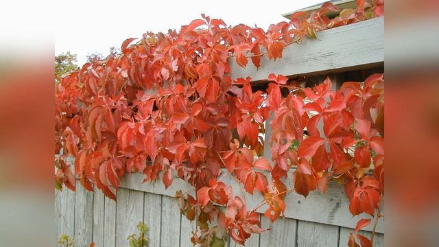 Виноград девичий пятилисточковый смотреть онлайн