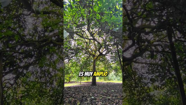 ÁRBOL de aguacate GIGANTE 😱🥑🌳 1.200 kilos por COSECHA #aguacate #palta #avocado #aguacatero