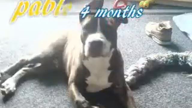 stafford pablo en nara смотреть онлайн