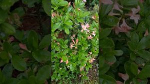 АЗАЛИЯ садовая (=РОДОДЕНДРОН листопадный) Три сорта «Розовый» не Homebush/Шанель/Аннеке 2022июнь14