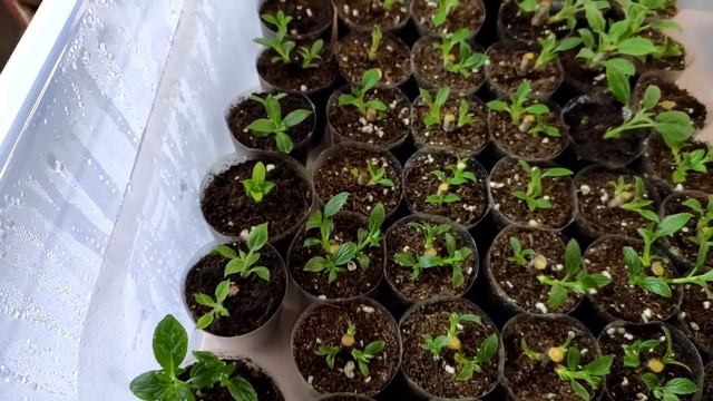 Три этапа черенкования древовидной, метельчатой гортензии одревесневшими черенками!?? Разбор ошибок смотреть онлайн