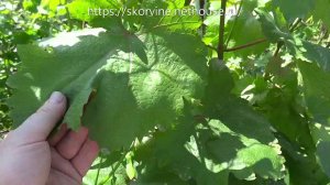 Применение серы на винограднике