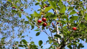 Вишня созрела - Футажи для видеомонтажа в Full HD(1080p) качестве