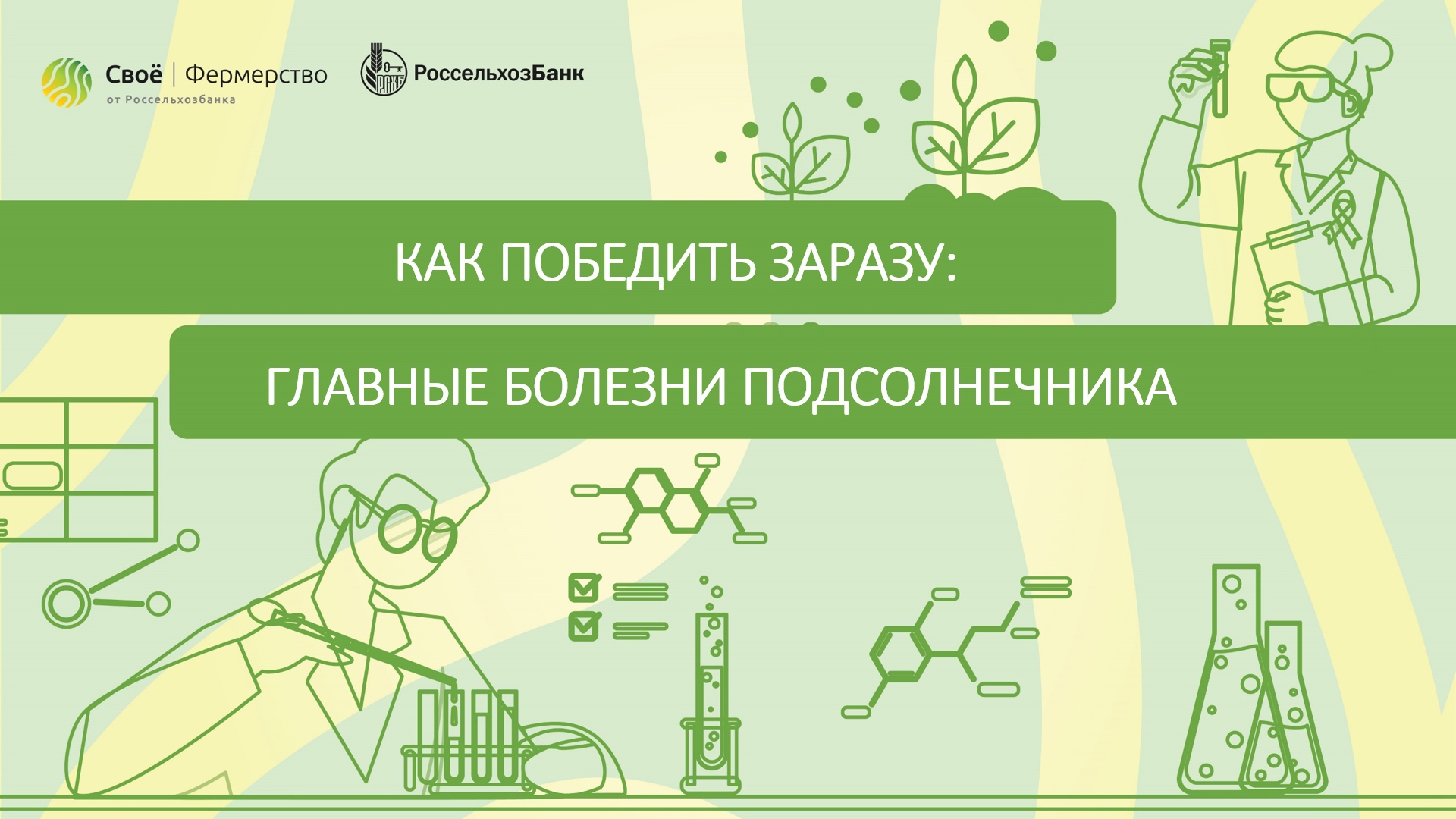 Как победить заразу: главные болезни подсолнечника
