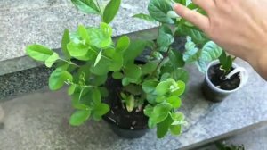 Фейхоа - это йод! Летняя обрезка!