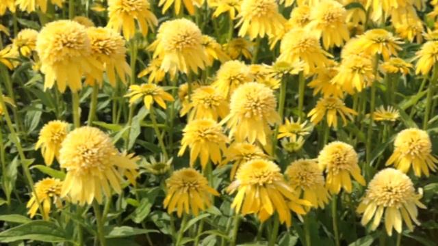 Echinacea Eccentric Yellow