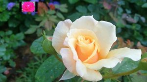 РОЗЫ. КОРДЕС. Обзор начинающим розоводам