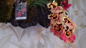 Цветение моих толумний весной 2022