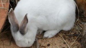 Кролики едят отруби.