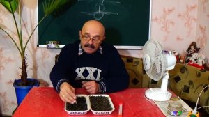 Как вырастить клубнику из семян? Ч.2. Выращивание рассады.Не повторите мою ошибку !