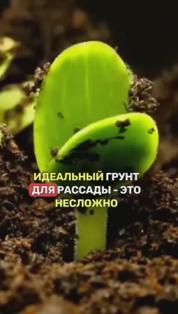 ПРОСТОЙ рецепт идеального (!) грунта для РАССАДЫ