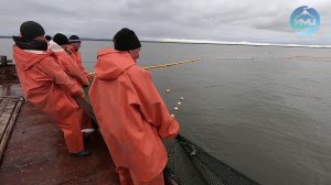 Итоги первого месяца лососёвой путины-2019 в Усть-Камчатске