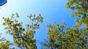 "Ясени" - Співає Олег Мелещук. Красивый бас-баритон диапазон 4 октавы