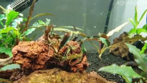 Буцефаландра Кедаганг | (Bucephalandra sp. Kedagang).