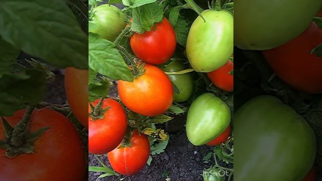 Томат «Красное сердце» серия томатный гном. смотреть онлайн