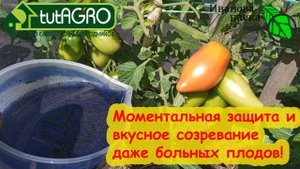 УСКОРЕНИЕ СОЗРЕВАНИЯ БЕЗ ПОТЕРИ ВКУСА И ЗАЩИТА ОТ БОЛЕЗНЕЙ. Синий раствор: защита растения изнутри.