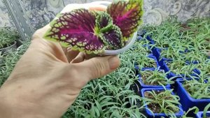 Обязательно полейте так черенки после пересадки. Черенок не пропадет а быстро пойдет в рост.