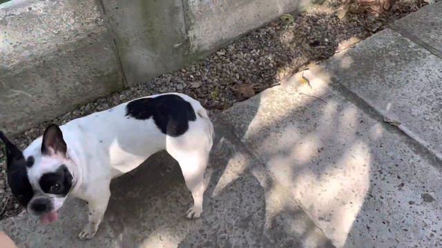 Зелёные штаны кормят французских бульдогов… смотреть онлайн