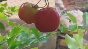 Cherry in my garden/fruits and vegetables:  growing at home garden/Cherry harvesting???