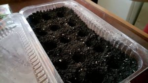 Как вырастить виолу  Проращивание семенами