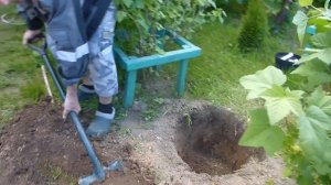 Как быстро посадить яблоню с закрытой корневой системой.