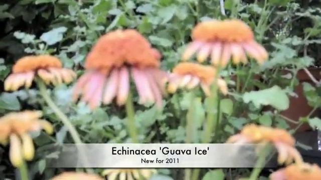 medium смотреть онлайн