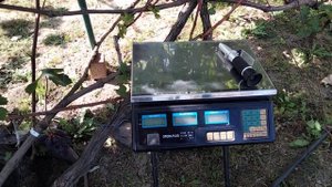 виноград КЛУБНИЧНЫЙ сезон 2023